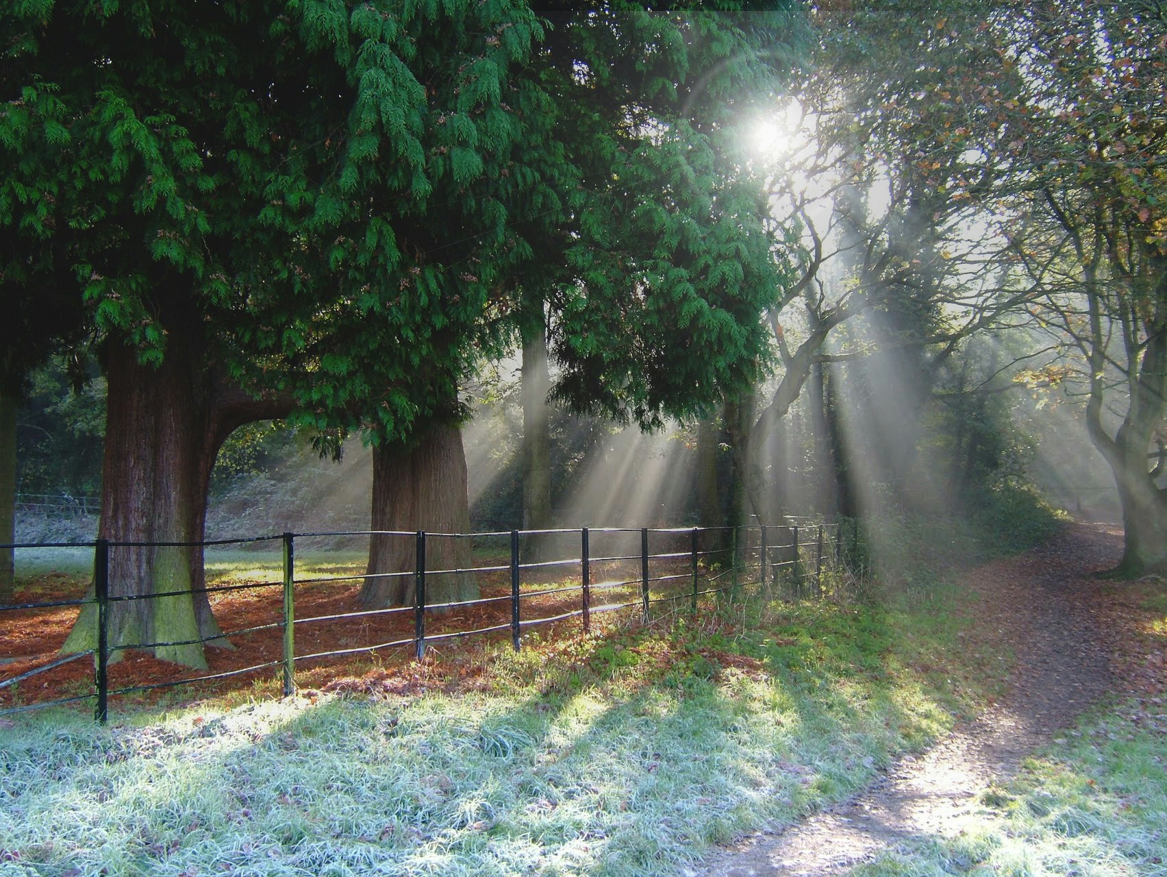 green leafed tree near fence during day time